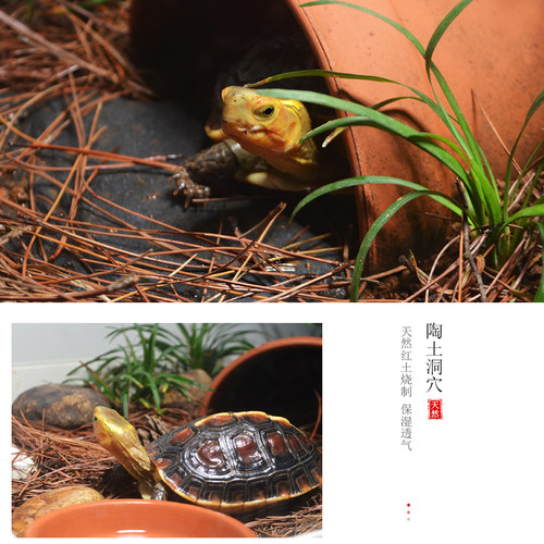 玻璃乌龟缸大型生态环境造景饲养缸养乌龟专用缸黄缘半水龟养殖箱