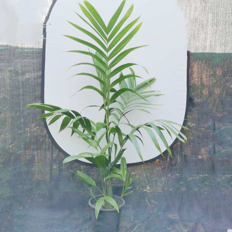 三药槟榔植物阳台庭院别墅花园热植棕榈盆栽室内客厅办公室大绿植