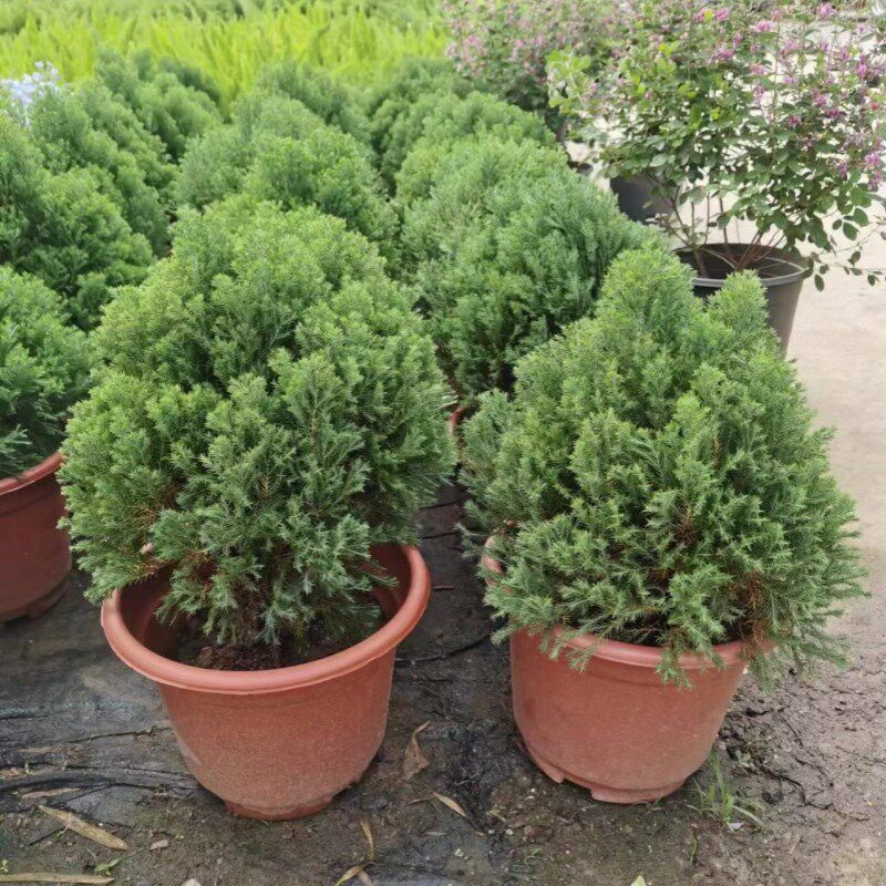 雾松球盆栽盆景绿植花卉客厅阳台庭院别墅花园四季常青造景大植物