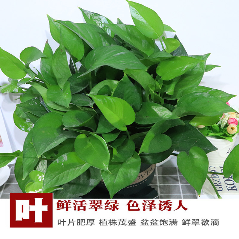 绿萝盆栽室内花卉绿植物长藤大叶盆四季常绿水培土养办公客厅绿箩