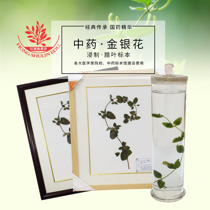 金银花中草药类生药标本供于标本馆建设玻璃瓶装长期保存浸制标本
