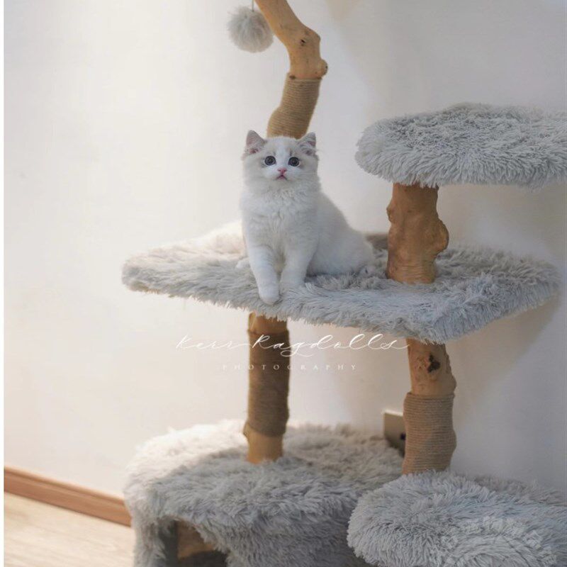 凯瑞暴暴虎实木藤编猫爬架猫窝猫树猫跳台猫玩具磨爪猫架子猫爬树