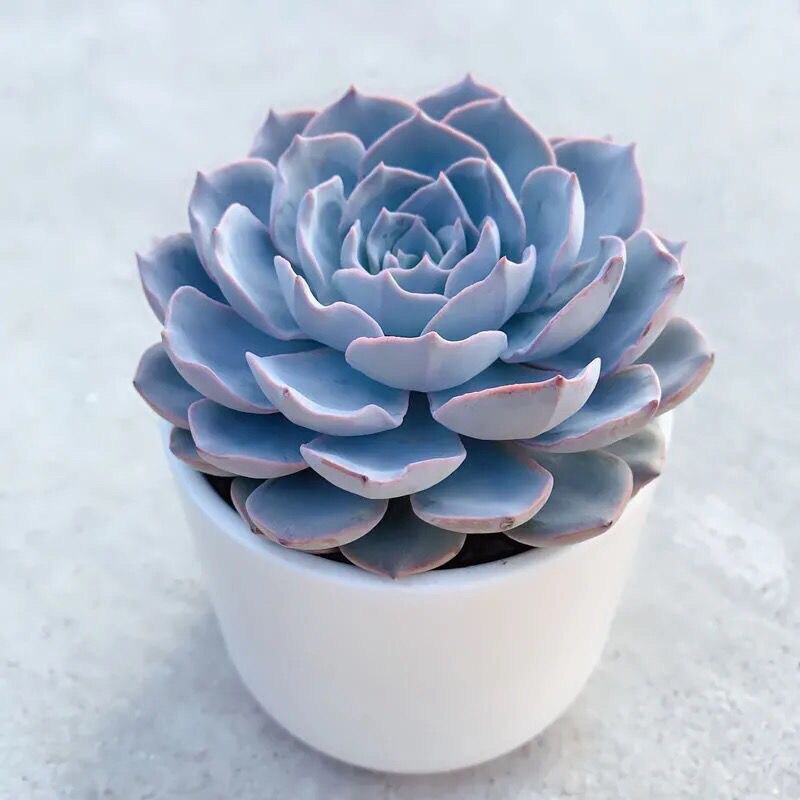 皮氏蓝石莲多肉植物室内盆栽客厅绿植花卉除甲醛好养易活紫珍珠花