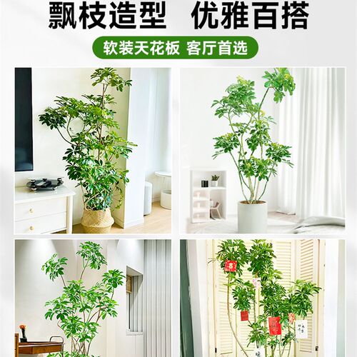 鸭脚木客厅大盆栽室内禄植造型鸭掌木八方来财落地大型旺宅绿植物