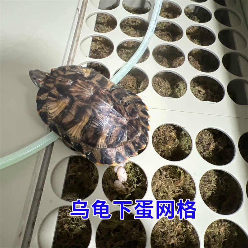 乌龟下蛋活动网产蛋繁殖手工PP塑料沙池移动板