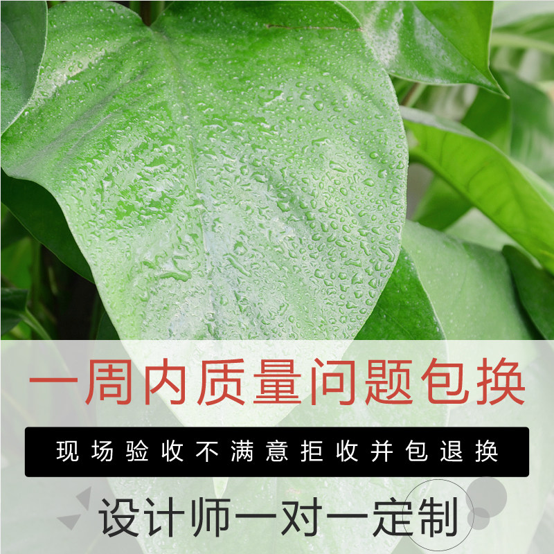 金叶子大绿萝室内除甲醛大型植物盆栽客厅办公室绿植花卉成都广州