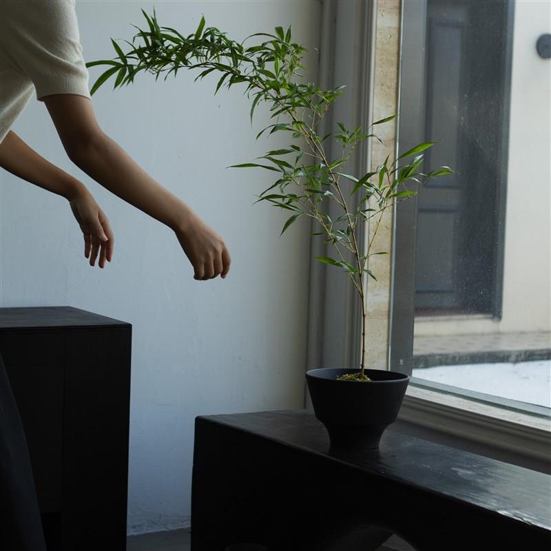 诗与自然 金丝竹子中式禅意风格绿植茶桌书房植物盆景小众景观