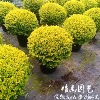 亮晶(金叶)女贞小树苗球塔棒棒糖造型阳台庭院花境植物四季常青
