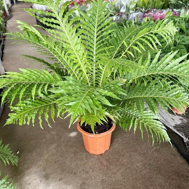 富贵蕨盆栽室内吸甲醛观叶大型植物大型绿植喜阴凉容易养活吉姆厥