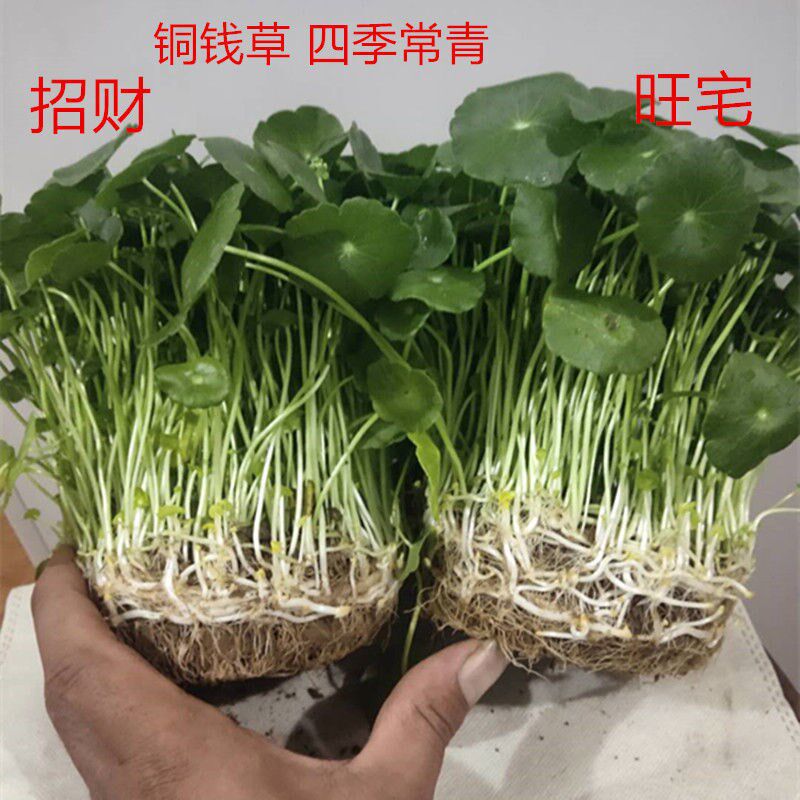 铜钱草水培盆栽室内室外花卉招财金钱草绿植吸甲醛绿植大叶子植物