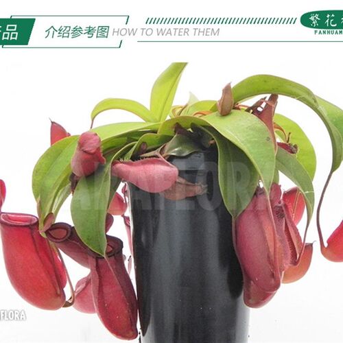 红宝石猪笼草【玛丽全红笼子食人花大型绿植桌面吊篮盆栽】