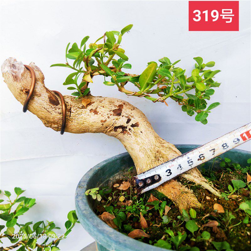 精品瓜子黄杨童子功中型卧杆临水斜杆常青白皮阳台庭院客厅易成活