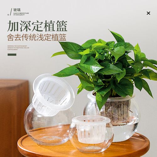 水培植物玻璃花瓶绿萝透明器皿定植篮大口径圆形创意室内盆栽容器