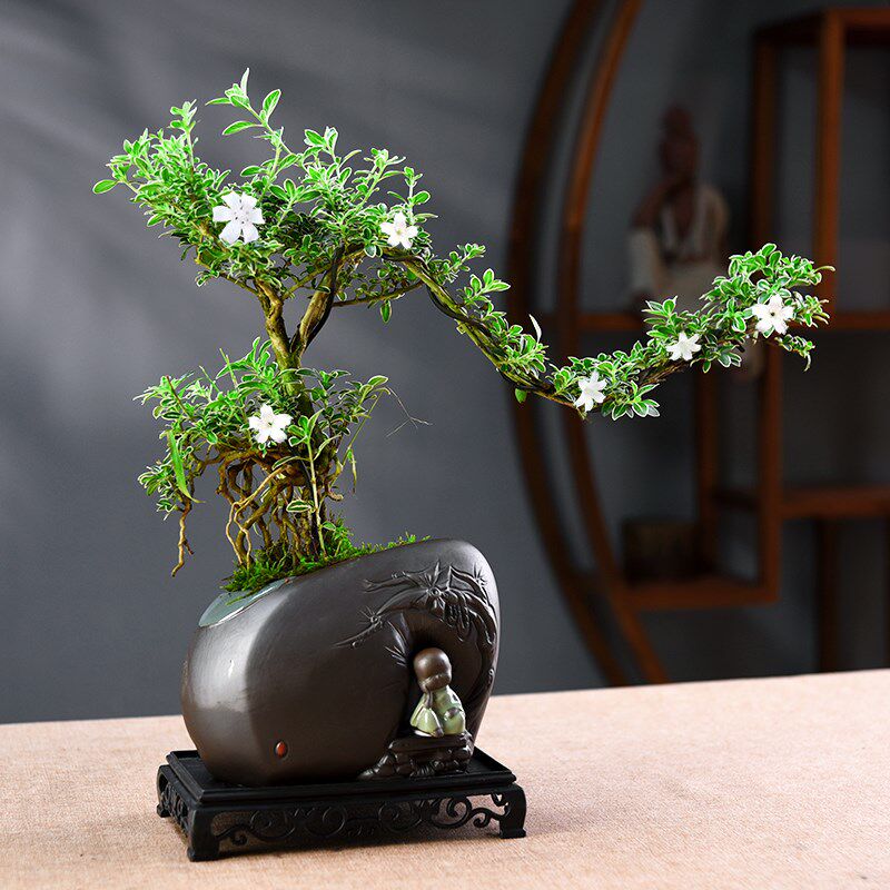 君子兰盆栽六月雪盆景室内植物办公客厅好养中式绿植摆件观赏送礼