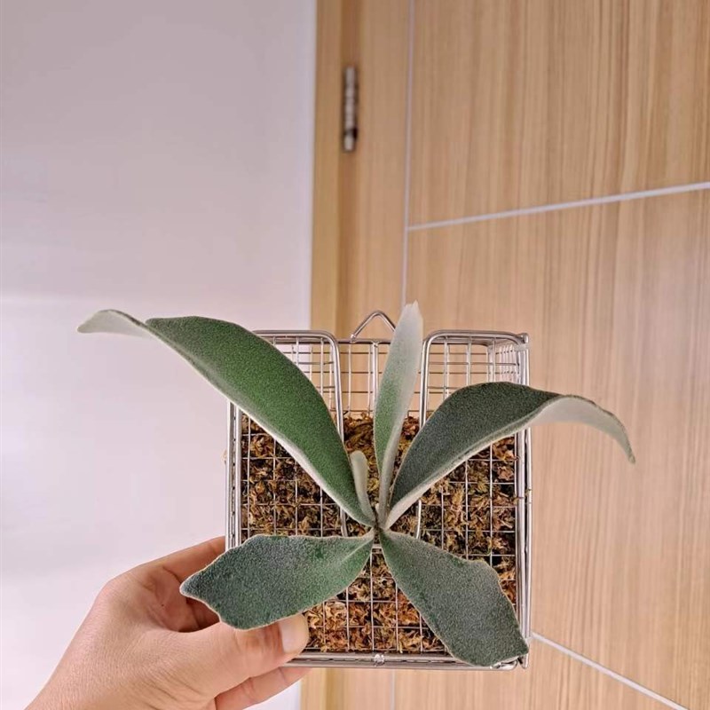 鹿角蕨 蝴蝶兰 空凤 附生植物 不锈钢 种植盆 板 框 篮
