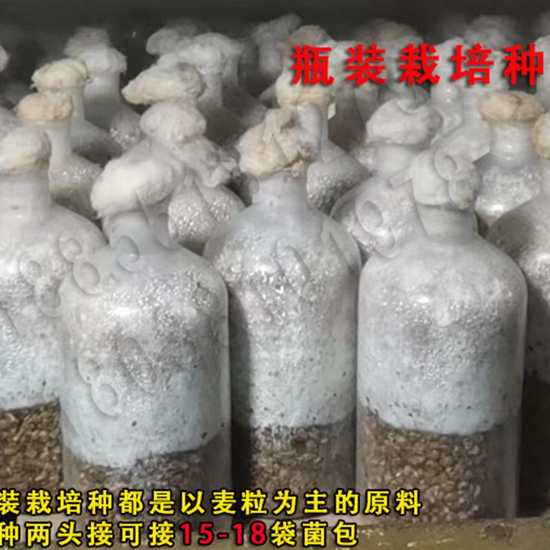 969 灰美2号 平菇菌种 原种 栽培种 姬菇 二级三级种 麦粒枝条种