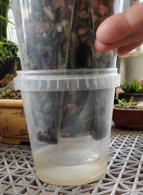 蝴蝶兰专用花盆套装懒人盆加桶专用储水培带植料养免施肥浇水自由