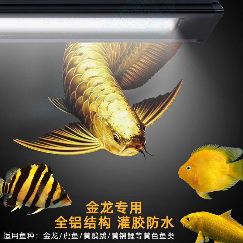 全光谱LED黄白混合光金龙鱼虎鱼黄色鹦鹉黄色锦鲤水陆两用鱼缸灯