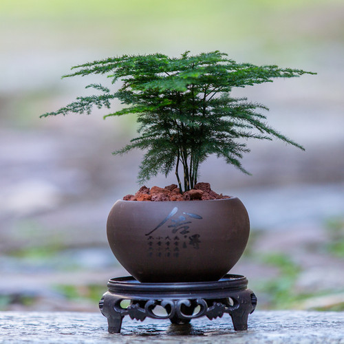 文竹盆栽云竹净化空气植物花卉室内办公室电脑桌面绿植摆件小盆景