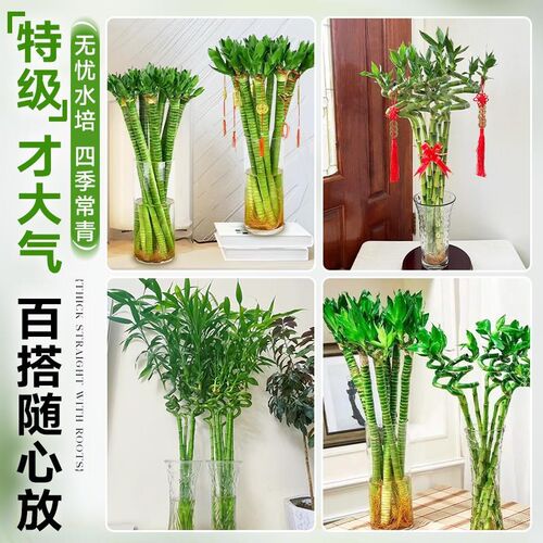 富贵竹水培绿植物室内客厅旺宅转运竹龙竹观音竹粗枝带根桌面盆栽