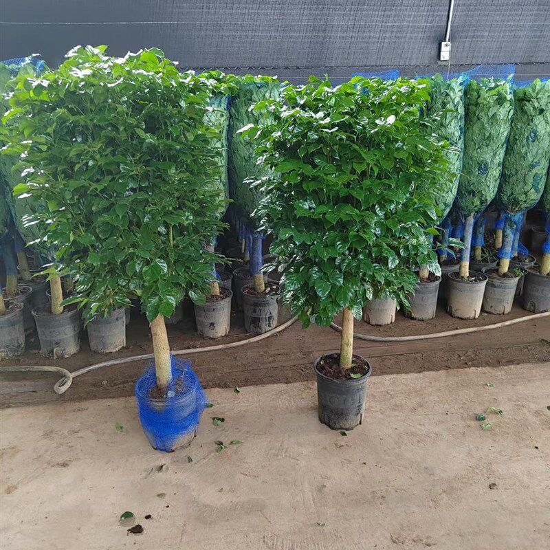 幸福树盆栽办公室客厅大型绿植盆景平安树驱蚊植物开业乔迁花卉