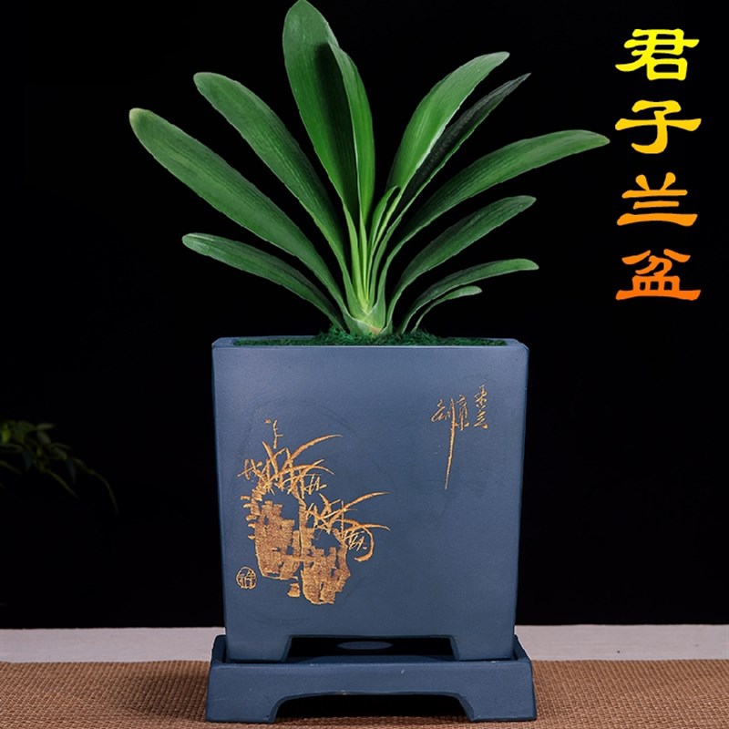 精品紫砂花盆兰花盆君子兰盆兰草盆种植花盆阳台室内盆栽陶瓷花盆