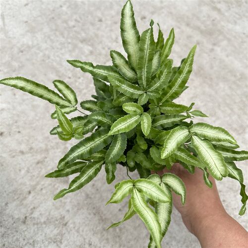 阿波银线蕨观叶小绿植蕨类办公桌客厅阳台净化空气耐阴盆栽耐湿