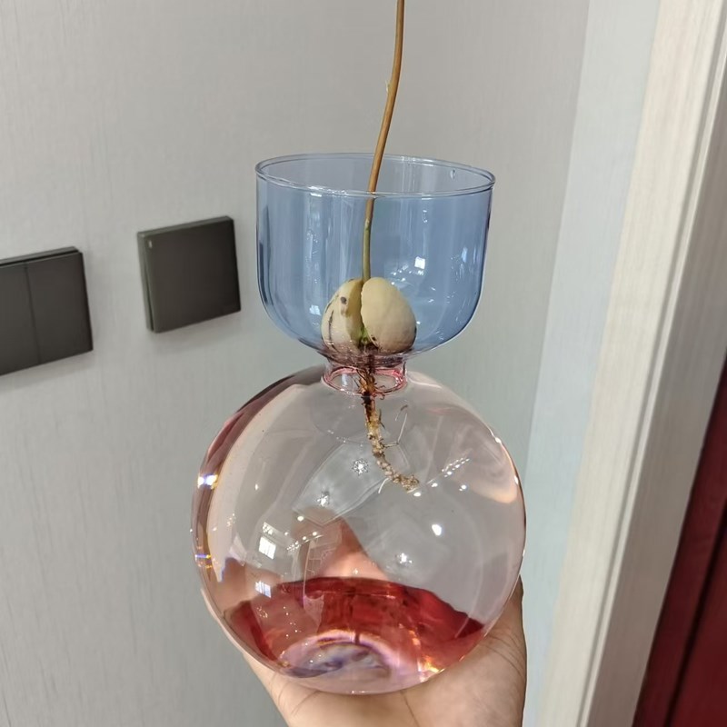 欧式牛油果专用种植瓶子牛油果核水养玻璃瓶子牛油果彩色水培器皿