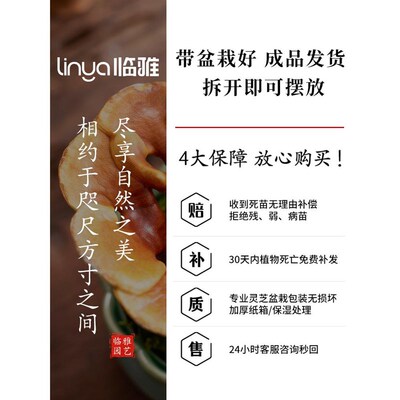 活灵芝盆栽植物室内桌面四季客厅观叶办公室绿植好养真灵芝小盆景