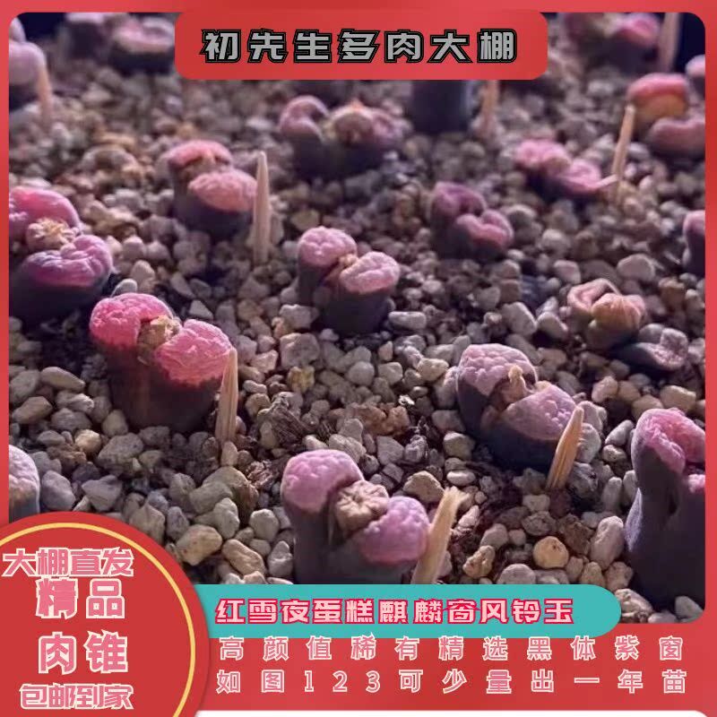 红雪花蛋糕麒麟风铃成株后黑体紫窗如图123可少量出一年苗图45