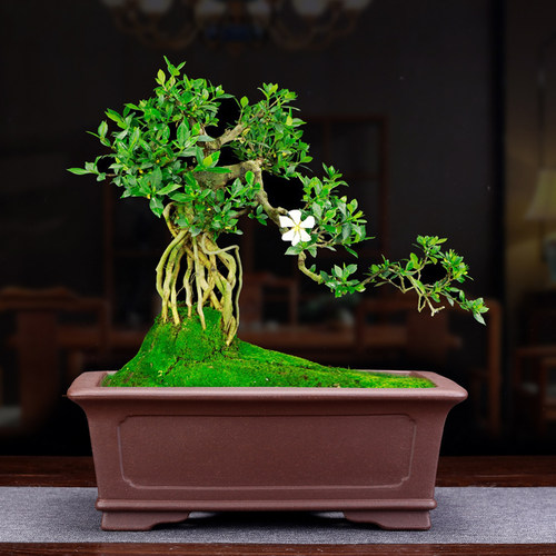 宜兴紫砂花盆大号马槽仿古高档室内松柏盆景盆精品长方形绿植包邮