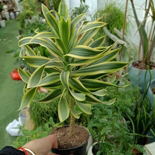 成品大苗盆栽花金边百合竹室内彩色植物好看好养多年生造型绿植