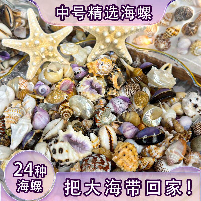 24种天然中号海螺贝壳混合装鱼缸造景摆件DIY材料装饰摆件礼物