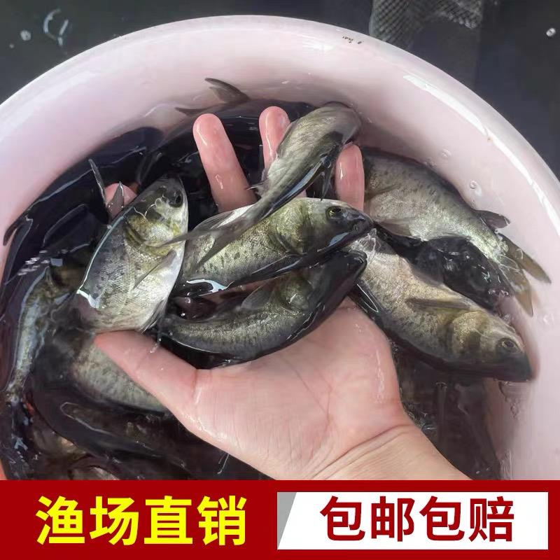 花鲢鱼苗大头鱼苗鳙鱼苗包活大头鳙鱼苗胖头鱼苗黑鲢鱼苗白鲢鱼
