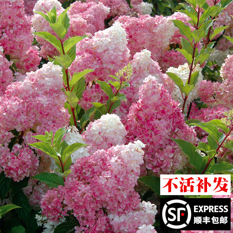 香草草莓圆锥木绣球花大苗石灰灯盆栽阳台庭院耐寒花卉绿植物耐晒