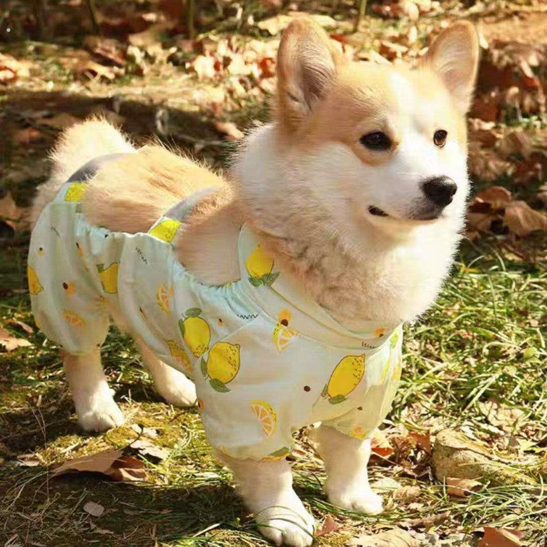 狗狗罩衣防脏狗狗衣服遛狗神器防脏服户外防脏腿裤中小型犬衣服柯