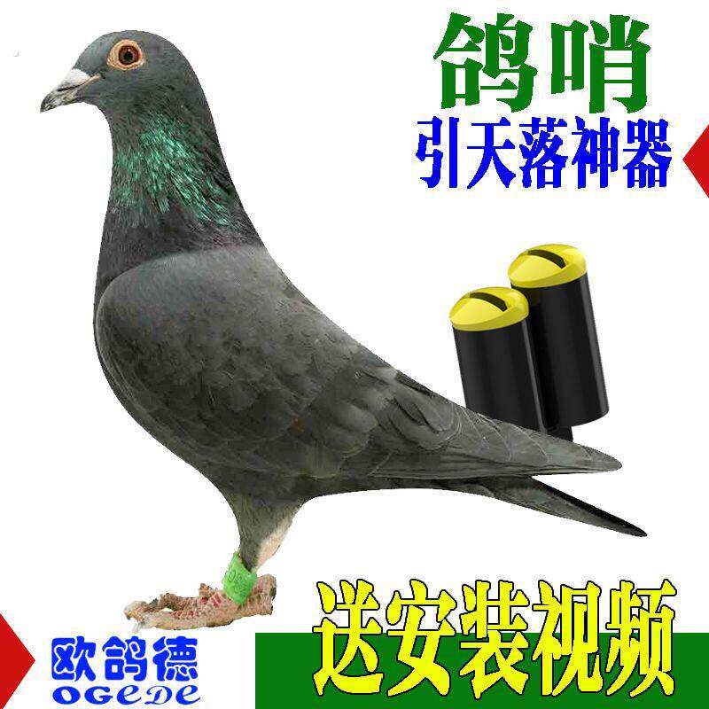 鸽子飞行哨鸽子尾哨训鸽哨纯手工高飞尾哨风哨超轻信鸽老北京鸽子