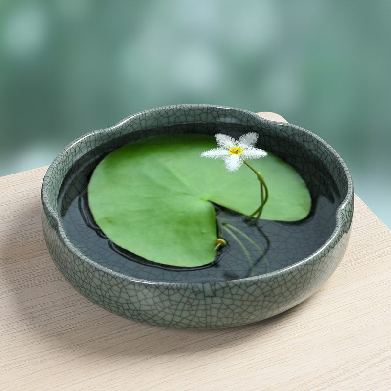 陶瓷大号哥窑花盆水仙花无孔睡莲碗莲荷花水培铜钱草碗莲盆缸养鱼