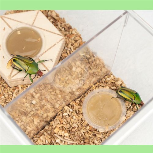 牧野虫社甲虫独角仙锹甲昆虫饲养盒饲养箱饲养套装生态箱躲避造景
