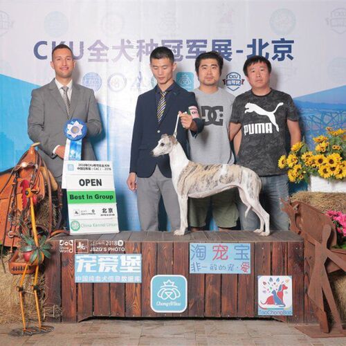 新款紫色夹扣白色红色黑色带牵引绳贵宾比熊惠比特比赛 通用包邮