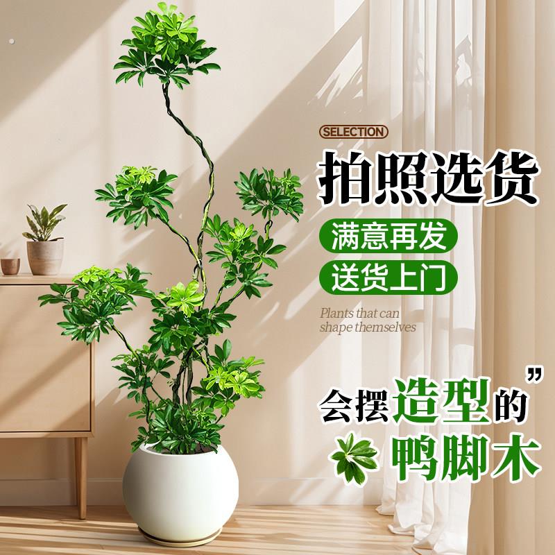 造型鸭脚木室内盆栽鸭掌木净化空气办公室客厅四季大型真绿植物
