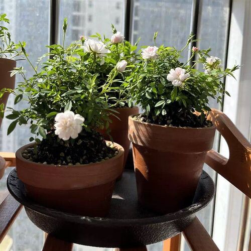 姬乙女月季迷你小盆栽室内客厅茶桌面绿植超微型蔷薇玫瑰花卉盆景