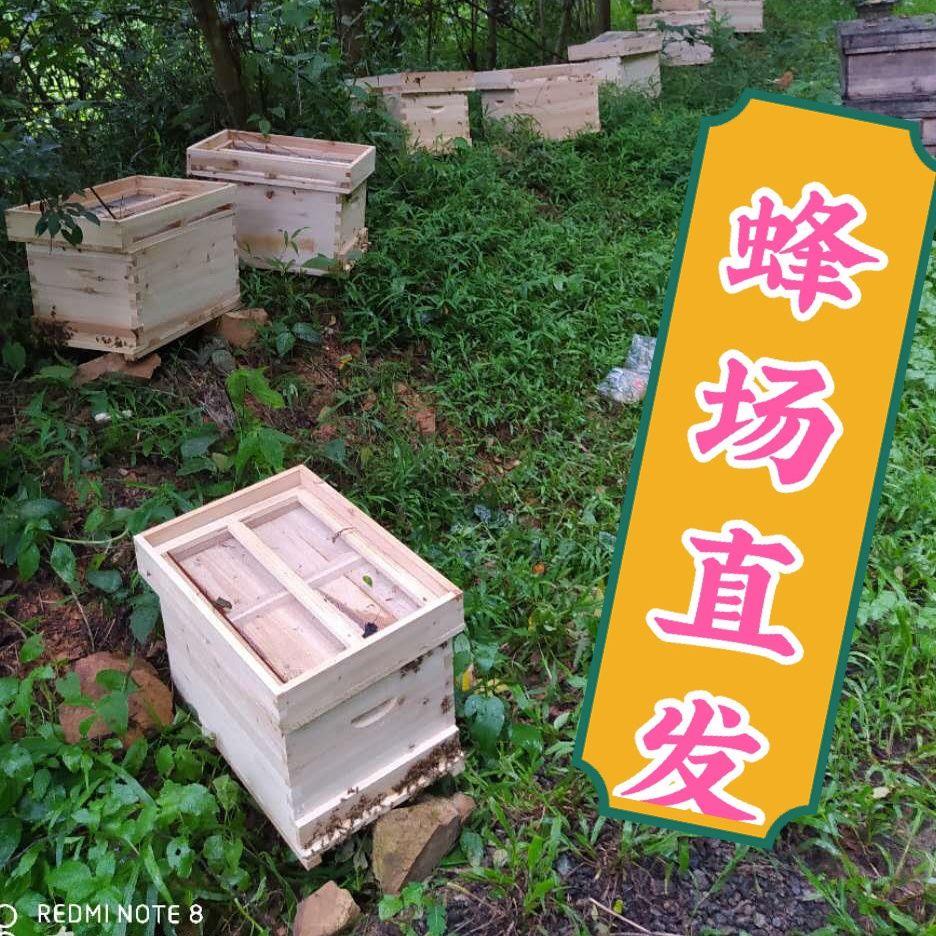 中蜂蜂群蜜蜂蜂群笼蜂土蜂群蜜蜂蜂王种王中华蜜蜂群带箱标准