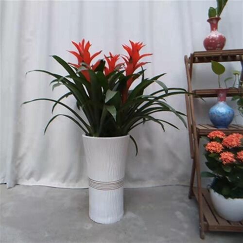 鸿运当头凤梨花盆栽卧室客厅室内植物办公室前台年宵花卉广州直送