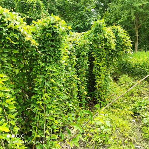 油麻藤小杯苗20棵,牛马藤苗1.5米长,庭院遮阳爬藤植物四季常绿