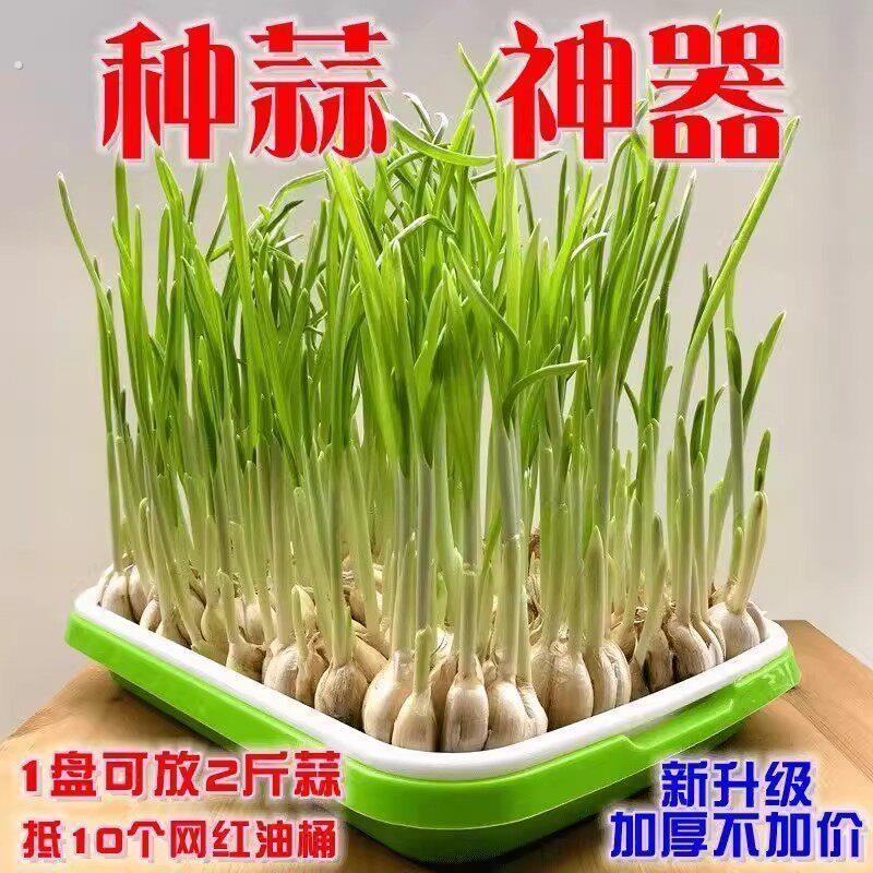 加厚加大育苗盘盆芽苗菜水培网格豌豆苗豆芽种植盘无土室内家用