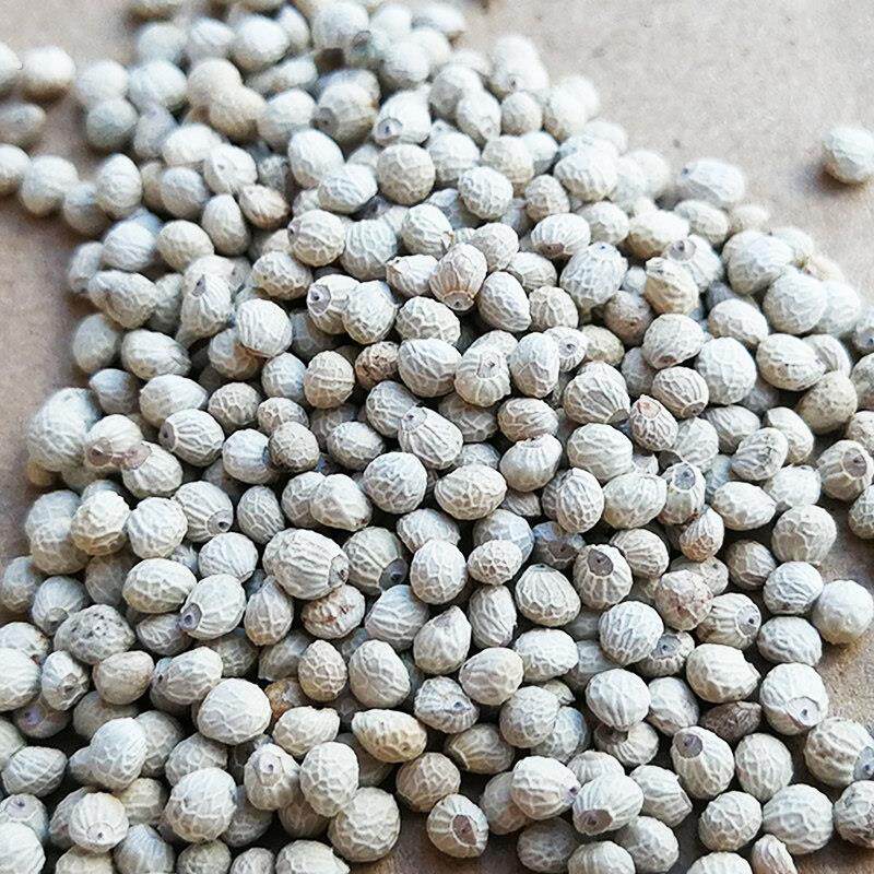 2025年新白苏子鸟食鸟粮黄雀苏子软壳饲料芙蓉鸟黄鸟鹦鹉芙蓉鸟