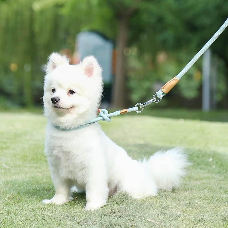 中恒狗狗牵引绳小型犬泰迪柯基遛狗绳子宠物幼犬中大型金毛拴狗链