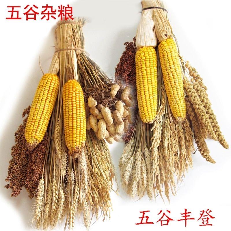 农家乐装饰五谷杂粮麦穗稻穗玉米高粱秋天农作物饭店五谷丰登摆件