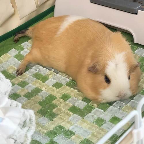 荷兰猪夏季耐磨冰垫凉席四季通用龙猫仓鼠用降温散热神器凉感冰窝